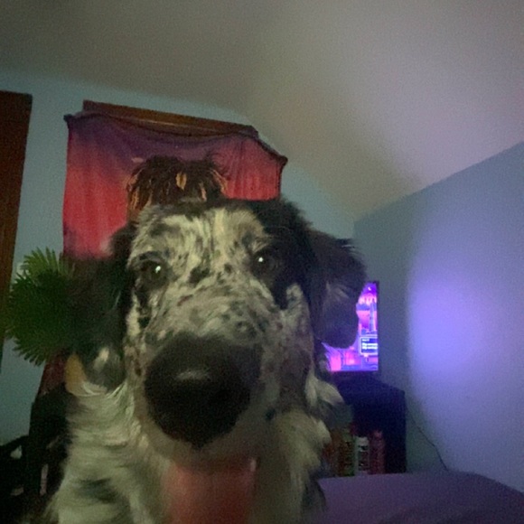 Meet your Posher, Keegan - Picture 1 of 1